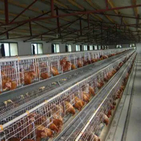 Cage automatique en batterie pour poules pondeuses de type A ferme avicole pour le Nigeria Kenya Guinée