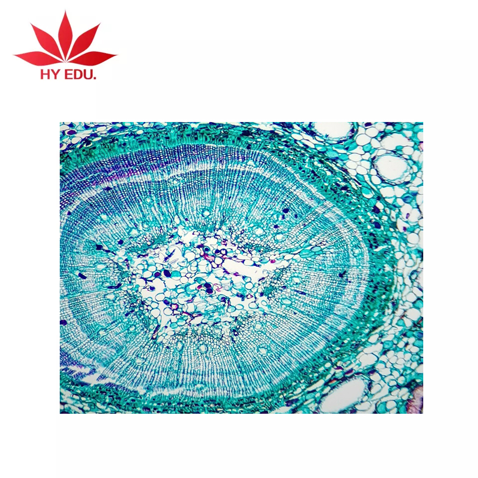 Recursos de ensino popular haste de botania de xylophyta dicotyledon t.s.  microscópio biológico preparado deslize, image size:960x960