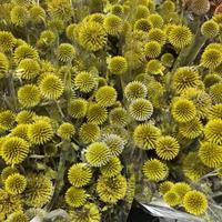 Groothandel in geconserveerde Echinops Bannatcus, echte natuurlijke blauwe distel voor thuis- en bruiloftdecoratie en bloemstukken
