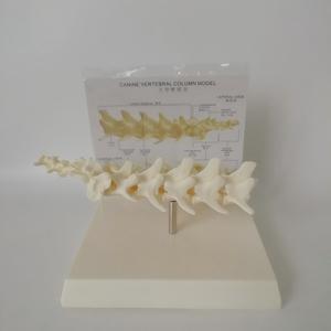 แบบจำลองกระดูกสันหลังสุนัขขนาดเท่าของจริง 1:1 สำหรับ<span class=keywords><strong>การ</strong></span>สอนทางสัตวแพทย์ - Product Image 2