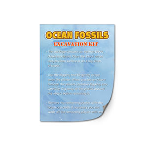 Ensemble de jouets éducatifs pour creuser Ocean Life Beautiful Shell Excavation STEM Kits encourage à creuser <span class=keywords><strong>la</strong></span> créativité - Product Image 5
