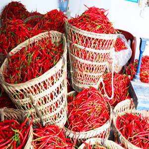 Thé au safran aux herbes en vrac piment Erjingtiao au safran super negin - Product Image 2