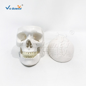 Modelo de cráneo humano VIC0157 con distribución vascular intracraniana natural, specimen de cráneo digitalmente etiquetado - Product Image 3