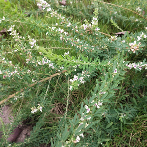 Hierba Cruda Original Ye <span class=keywords><strong>Guan</strong></span> Men, Herba Lespedezae Cuneatae, Trifolio Chino, Lespedeza Cuneata en Venta - Product Image 4