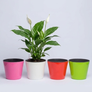 Double Layer Heavy Duty PP <b>Plastic</b> Self Watering <b>Planter</b> Boxes with Water Indicator Bulk Sales Size 18 cm - Product Image 4