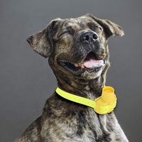 Großhandel Hundetrainingshalsband, IPX7 Wasserdichtes Fernbedienungs-Schock-Vibrations-Jagdhalsband, Wiederaufladbares Hundetrainingshalsband für Große Hunde