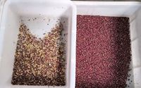 Machine intelligente de séparation des couleurs de soja CCD Machine de séparation des couleurs de grains de café en plastique