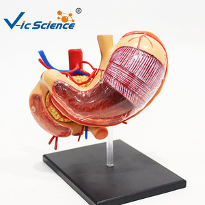 Modèle d'anatomie de l'estomac 4D : un outil pédagogique médical pour l'assemblage et le démontage de la structure de l'estomac humain - Product Image 1