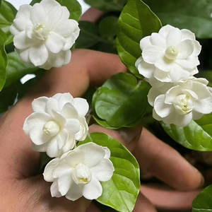 El jazmín blanco es fácil de cultivar durante todo el año y se puede utilizar para cultivar flores en macetas en balcones interiores. - Product Image 1