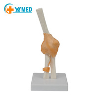 Articulation du coude humain avec ligaments, taille réelle, flexible, avec base pour l'affichage et l'interaction, CE/ISO