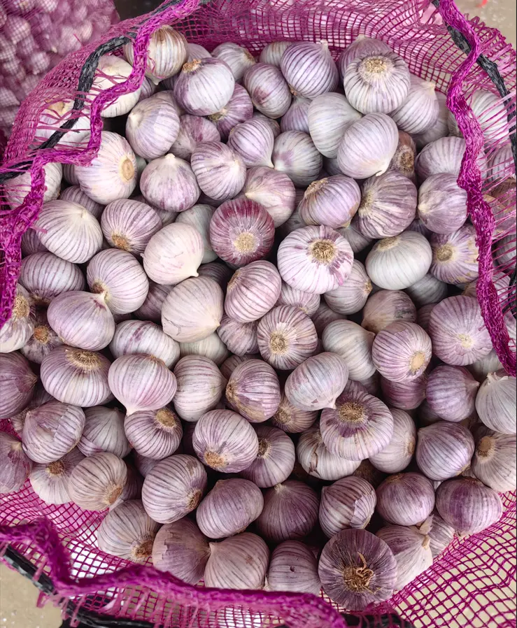 Экспорт высокого качества свежий Фиолетовый Белый одиночный зубчик чеснок соло чеснок одинокий чеснок оптом