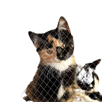 Filet de sécurité anti-chute pour animaux de compagnie en maille, avec fermeture à ceinture, design pliable, vente en gros, filet transparent en nylon pour balcon de chat