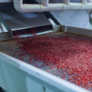 Bacche di Goji Biologiche Fresche dallo Ningxia, Cina, Sono Frutta Secca Salutare che Possono Essere Utilizzate per Preparare Tè o Mangiate Come Spuntino. - Product Image 4