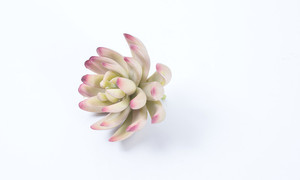 Artificial plantas suculentas de una sola pieza de alta calidad de plástico <span class=keywords><strong>planta</strong></span> real touch plantas hermosa de <span class=keywords><strong>planta</strong></span> - Product Image 2