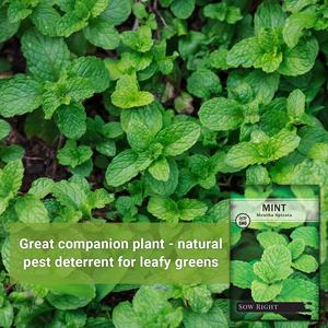 Kit Campione di Microgreens Sow Right, Superalimenti Salutari per Coltivazione Indoor, Broccoli, Crescione, Piselli e Altro - Product Image 4