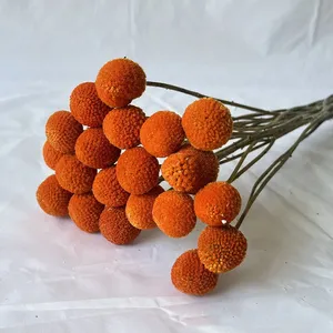 Flores y Plantas Secas al por Mayor de Fábrica para Decoración del Hogar: Craspedia y Billy Balls Secos - Product Image 2