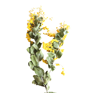 Flores amarillas <span class=keywords><strong>de</strong></span> secado al aire Natural, ramas secas <span class=keywords><strong>de</strong></span> <span class=keywords><strong>Acacia</strong></span>, <span class=keywords><strong>flor</strong></span> <span class=keywords><strong>de</strong></span> <span class=keywords><strong>Acacia</strong></span> seca - Product Image 4