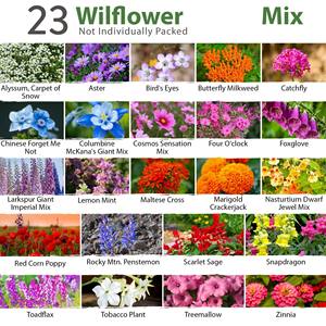 Kit de plantes sauvages vivaces et annuelles non-OGM pour jardin extérieur, emballage <span class=keywords><strong>en</strong></span> vrac unique pour animaux, design écologique - Product Image 3