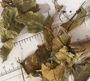 Hierba Tradicional China <span class=keywords><strong>Murraya</strong></span> <span class=keywords><strong>Paniculata</strong></span> (<span class=keywords><strong>Murraya</strong></span> Exotica) 1kg Nueve Fragancias - Product Image 1