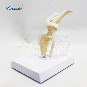 แบบจำลองกายวิภาคข้อเข่าสุนัข; อุปกรณ์ช่วยสอนสำหรับการสาธิตโครงสร้างกระดูก ข้อต่อ และเอ็นของสุนัข - Product Image 3