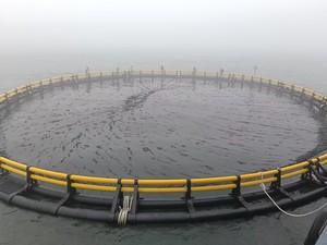 Nos cages à poissons en HDPE vous permettent d'engager une aquaculture à haute densité et de gagner plus de profits à long terme dans l'agriculture. - Product Image 2