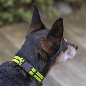 Vibrant Life Collar de perro ajustable reflectante, amarillo neón y negro, pequeño - Product Image 4