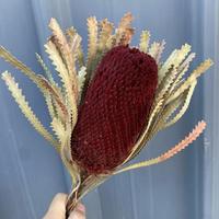 Groothandel gedroogde bloemen Protea natuurlijke koningsbloem geconserveerde Banksia voor bloemstukken en huisdecoratie