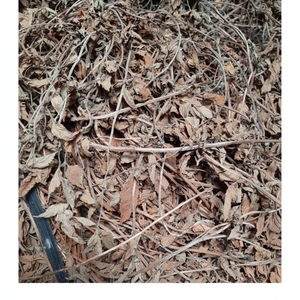 สมุนไพรเมโซน่าไชนีซิสแห้งจากเวียดนามพร้อมใบหญ้าสีดำสำหรับผลิตชาเยลลี่สมุนไพรส่วนผสมจากธรรมชาติบรรจุภัณฑ์จำนวนมาก - Product Image 1