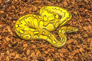 72 Qt. / 68 <span class=keywords><strong>l</strong></span> / 18 Gal. Puces de <span class=keywords><strong>coco</strong></span> de substrat de reptile de noix de <span class=keywords><strong>coco</strong></span> de qualité supérieure - Product Image 3