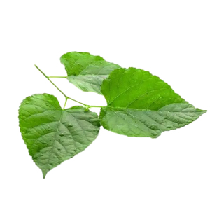 桑葉エキス粉末白桑葉エキスカプセル桑葉エキスグミ製造 - Product Image 3