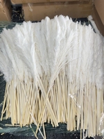 Bunga Pampas Kering Y-B011 Putih, Lembut, Alami, Elemen Dekoratif untuk Rumah, Pernikahan, Halloween, Wisuda, Hadiah Natal
