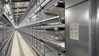 Nouvelle Ferme Avicole 20000 Poussins : Cage d'Élevage Type H avec Système d'Alimentation et d'Abreuvement pour une Élevabilité Optimale des Poussins