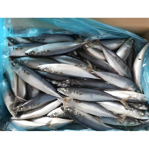 Taiseng Seafoods <span class=keywords><strong>Maquereau</strong></span> du Pacifique Congelé Entier en Carton - Product Image 2