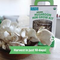 Kit de boîte de culture de champignons Design campagnard pour champignons cultivés à la maison pour le jardin, la cuisine et le bureau.