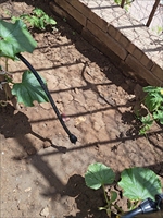 Embout de fermeture rapide 4-7 mm pour tube, accessoire d'irrigation goutte à goutte pour serre, verger et pépinière, raccord de fermeture pour micro-tube
