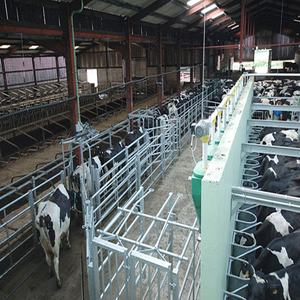 Diseño de estructura de acero prefabricada Almacén Pequeña granja Taller Cobertizo para vacas - Product Image 3