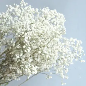 Gypsophila buket korunmuş babys nefes çiçekler beyaz renk kurutulmuş çiçekler bebek s düğün için nefes veya seramik karo