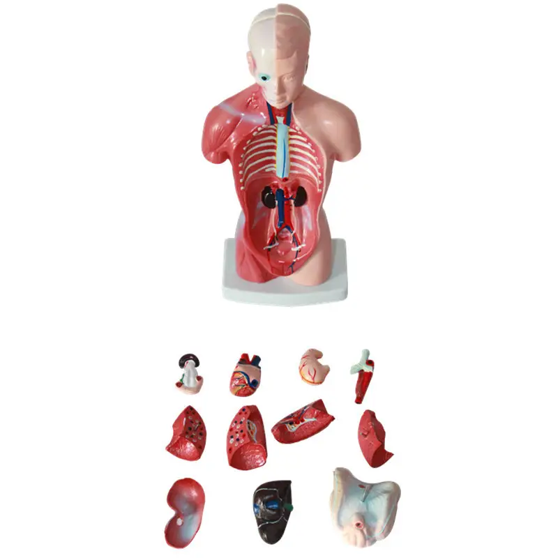 Sains medis Torso manusia yang dapat dilepas Model 28CM uniseks Torso 15 bagian Model anatomi