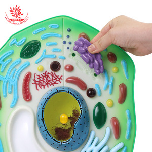Modelo de célula vegetal, un material didáctico de plástico para biología en el nivel de secundaria, utilizado para observar células y como herramienta de enseñanza. - Product Image 3
