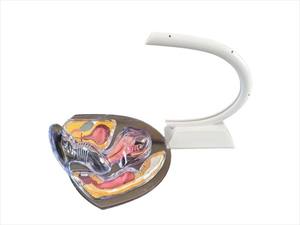 Modello Trasparente dell'Utero Umano Yulin per lo Studio della Struttura Interna della Riproduzione Femminile e della Gravidanza CE/ISO - Product Image 3