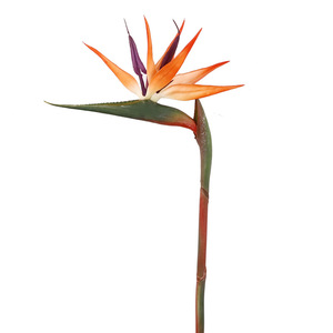 <b>Artificial</b> Bird Of Paradise Flowers Orange Color Soft Plastic 84cm <b>Stem</b> Home Decor High Simulation - Product Image 4