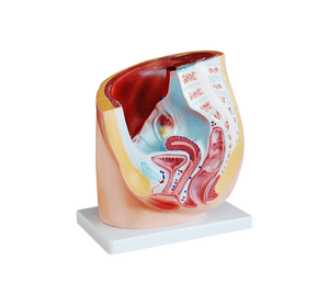 กระดูกเชิงกรานหญิงมนุษย์ ADA-332A ส่วนที่1 PVC สำหรับวิทยาศาสตร์การแพทย์ - Product Image 1