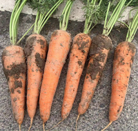 Carottes fraîches de Chine, sucrées, prix du marché et d'usine, carottes fraîches