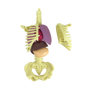 Modèle de corps humain amovible, modèle de squelette humain, vente en gros, kits scientifiques DIY pour enfants, jouets éducatifs, ressources pédagogiques - Product Image 3