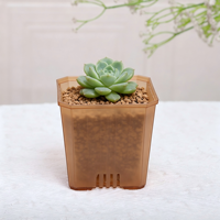 Pot Pembibitan Plastik Transparan Putih Hitam 10*9.5CM, Pot Mini dengan Lubang Drainase, Pot Persegi Bening untuk Sukulen dan Kaktus