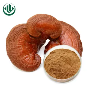 Großhandel Bulk Pure Organic Reishi Heilpilze Pulver Ganoderma Lucidum Reishi Pilzex trakt Zum Verkauf