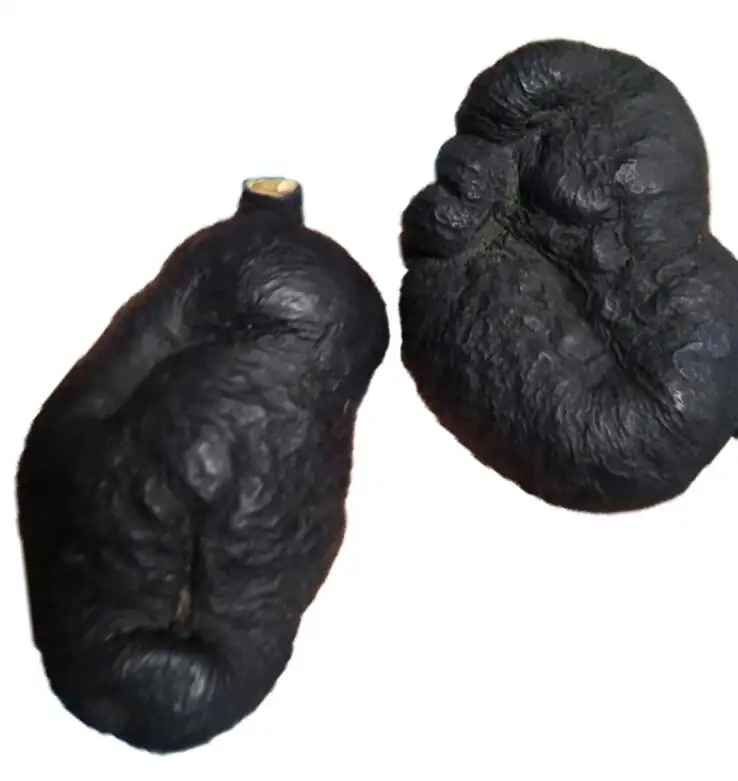 Wuling shen medicinal mushroom black dried Xylaria nigripes for sale