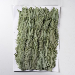 Dicranopteris Dichotoma pressé fleur plante feuille spécimen époxy étui de téléphone portable signet cadre Photo autocollant bricolage à la main - Product Image 4