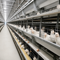 Cage à batterie en acier galvanisé à chaud, type H, anti-rouille, pour élevages avicoles en environnements à forte humidité