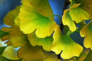 10:<span class=keywords><strong>1</strong></span> <span class=keywords><strong>20</strong></span>:<span class=keywords><strong>1</strong></span> สารสกัดจากใบแปะก๊วยบิโลบาผงสารสกัดจากแปะก๊วยบิโลบา - Product Image 2